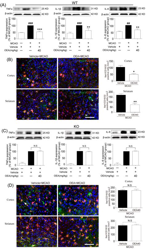 Anti Il 6 Cell Signaling Technology Inc Bioz