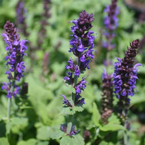 Salvia Nemorosa Lyrical Blues Meadow Sage From Sandys Plants