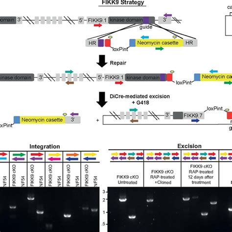 Integration Of Loxp Introns For The Simultaneous Excision Of 7 Fikks On