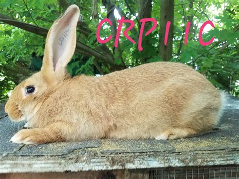 Flemish Giant Rabbits For Sale Roseville Oh 299523