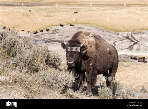 American Bison cow Stock Photo - Alamy