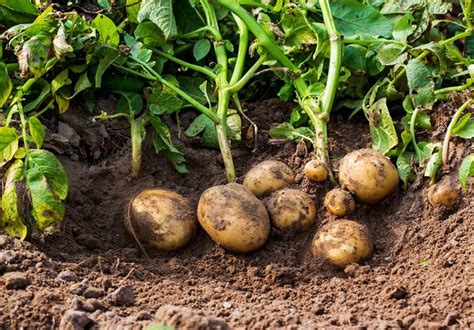 Sind Gekeimte Kartoffeln Essbar Was Kann Man Mit Alten Kartoffeln Machen