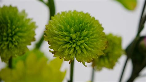 Banco De Imagens Nica Flor Verde Flora Primavera Chrysanths