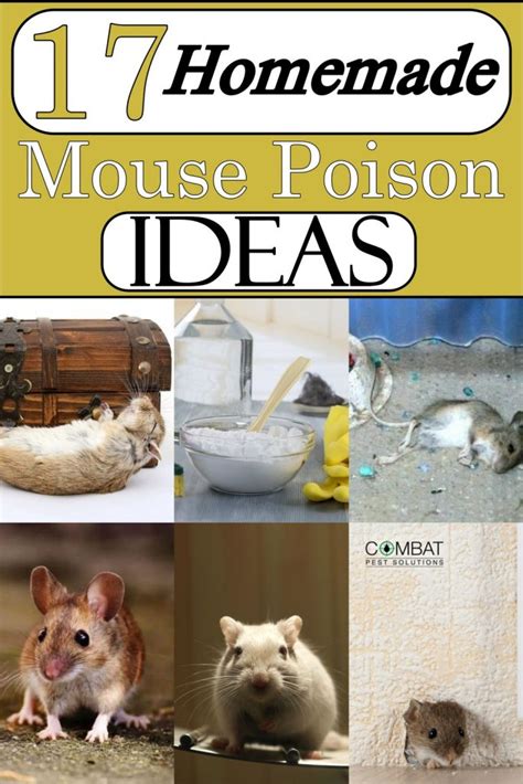 17 Homemade Mouse Poison Ideas - Craftsy