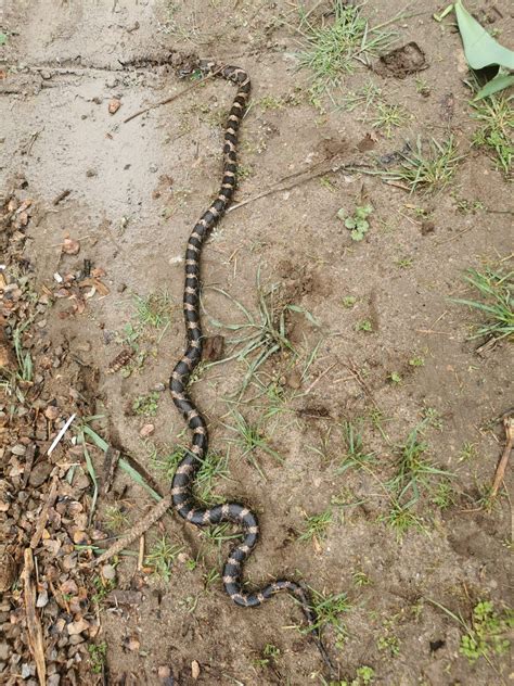snake identification   posted   group   op didnt
