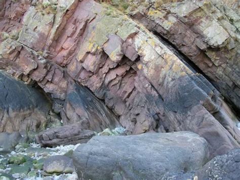 World's Oldest Forest Dating Back 390 Million Years Discovered In UK