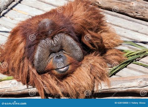 Orangutan At The Zoo Stock Photo Image Of Fauna Funny 62810800