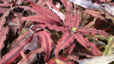 Earth Star Plant Bromeliad Cryptanthus