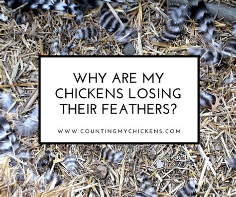 Molting Why Your Chickens Are Losing Their Featherscounting My Chickens