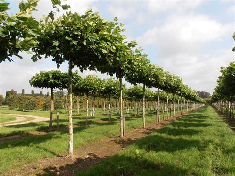 Platanus hispanica - Parasol Tree - Pavilion Specimen Plants