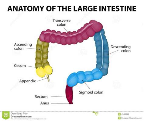 Anatomy Of The Large Intestine In Humans jun the anatomy of large ...