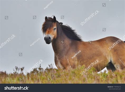 Exmoor pony Images, Stock Photos & Vectors | Shutterstock