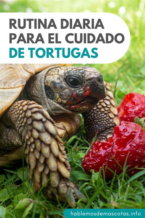 Pasos R Pidos Para Una Tortuga Sana Rutina Diaria De Cuidado Que