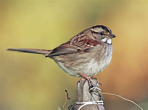 White Throated Sparrow Ebird