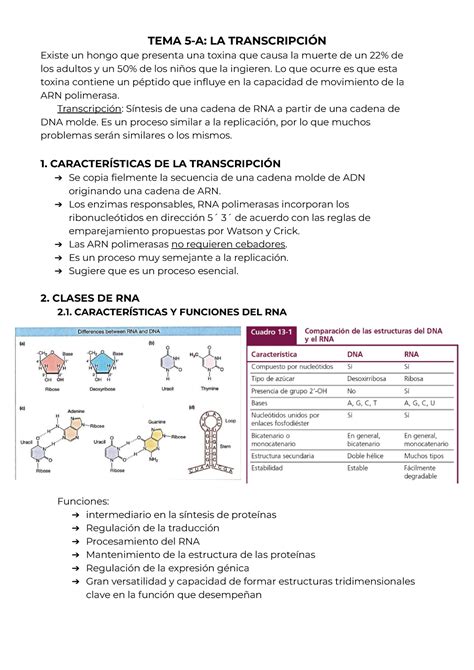 Tema5 A xenética I USC TEMA 5 A LA TRANSCRIPCIÓN Existe un hongo que