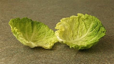 Treat Infected Breast Naturally With Cabbage Leaves Natural Treatment For Mastitis Youtube