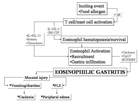 Pathology of eosinophilic gastritis. In the presence of an inciting ...