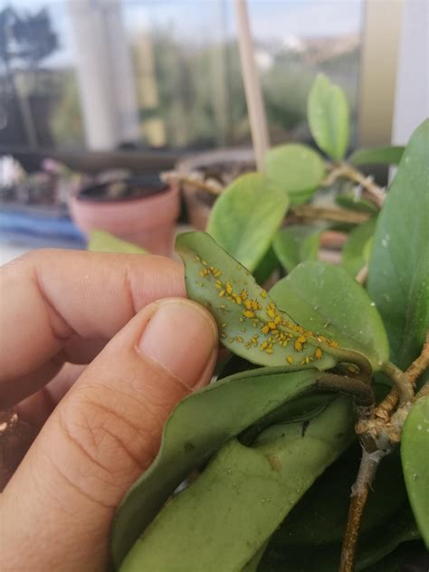 Saw These Yellow Bugs On My Hoya What Are They How Do I Treat This