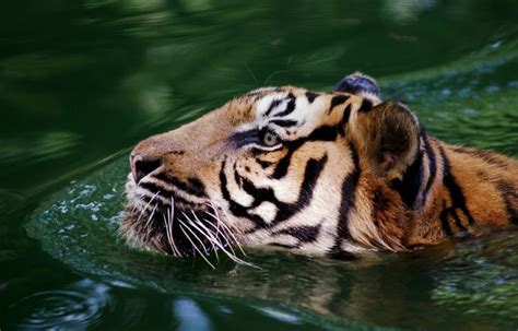 Curiosidades y características del tigre malayo – Sooluciona