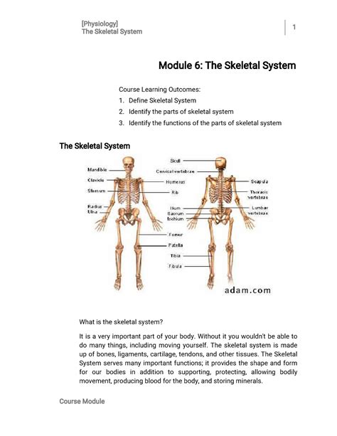 Lesson 6 — The Skeletal System T H E S K E L E T A L S Y S T E M 1 Mo