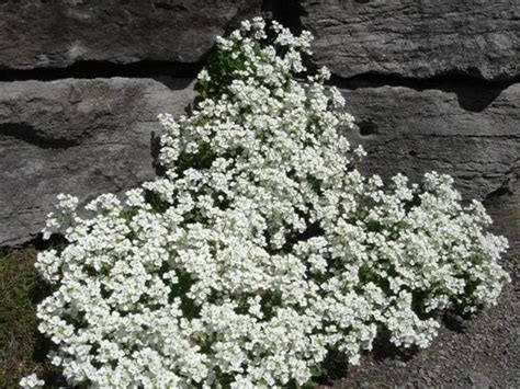 Snow White Rock Cress Groundcover Plant Arabis Alpina Seeds Etsy