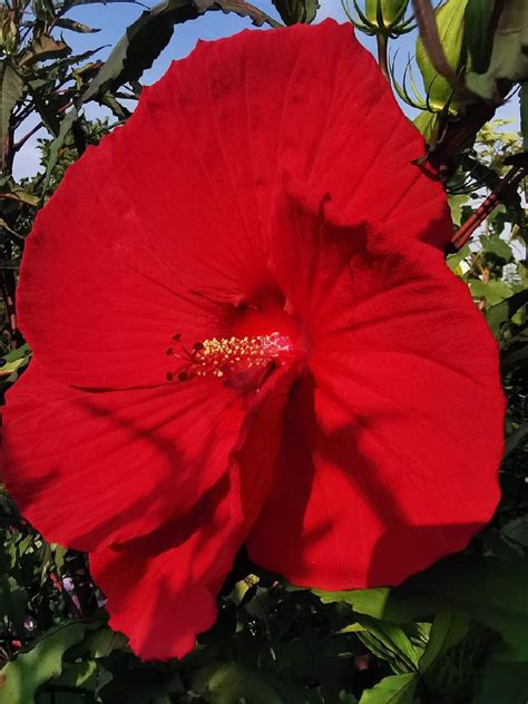 Hibiskus Bagienny Czerwony Olbrzymi Kwiat Tarnobrzeg Kup Teraz Na