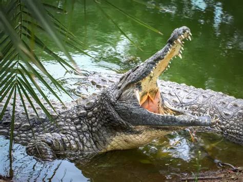 Fascinating Facts About Crocodiles Learndirect