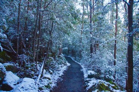 Mt. Wellington Winter Walk - See Tasmania Reservations