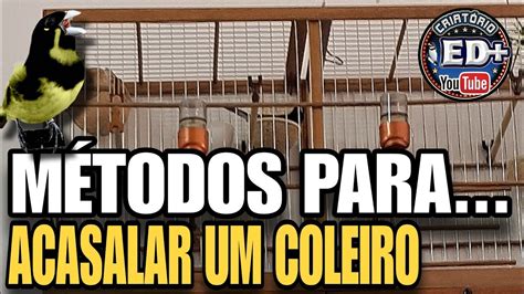 Dicas Para Acasalar Seu Coleiro E Papacapim Youtube