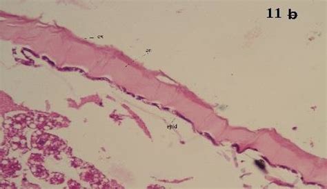 a,b): Histomorphological changes in the integument 4 th instar larvae... | Download Scientific ...