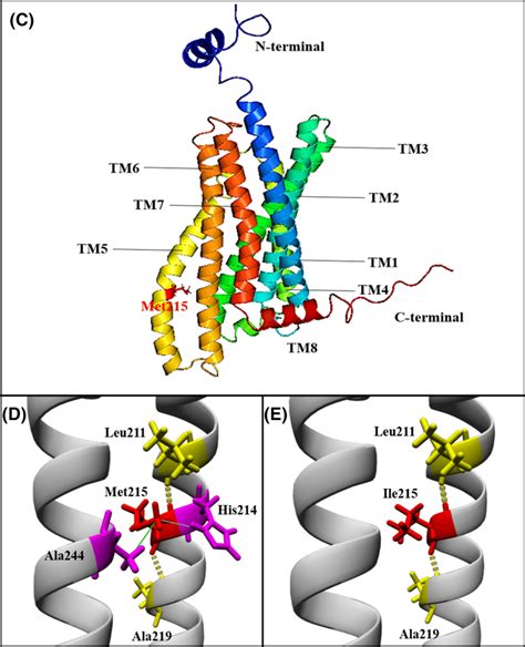 Three‐dimensional Effect Of Mc4r Mutation P Met215ile The Tertiary Download Scientific