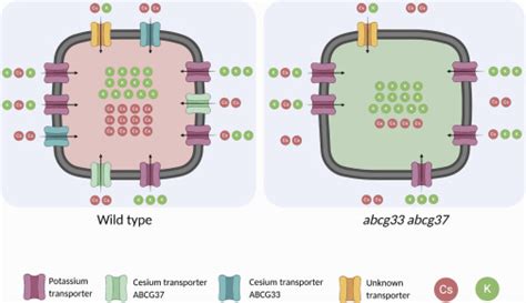 Atp Binding Cassette Proteins Abcg And Abcg Function As Potassium