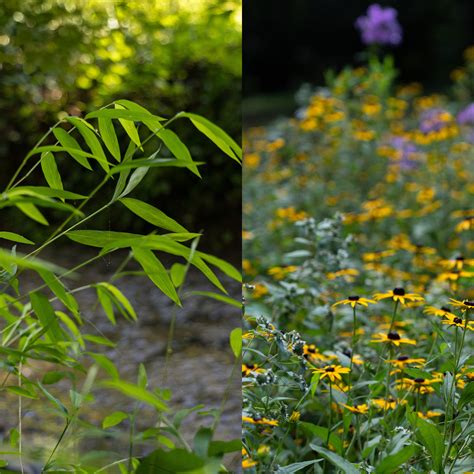 Recognize, Remove, Replace: Addressing Invasive Plants Species - North