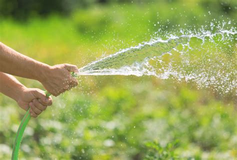 Riego del jardín Todo lo que debes saber Plantas