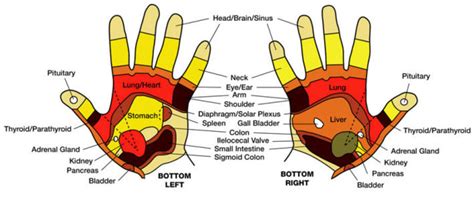 A Basic Guide to Hand Mudras | RemedyGrove