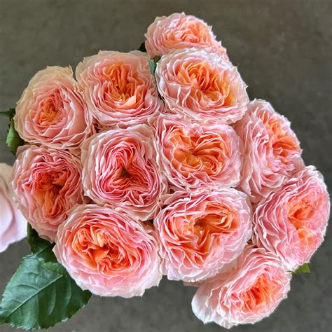 Georgia Peach Garden Roses - Florabundance Wholesale Flowers