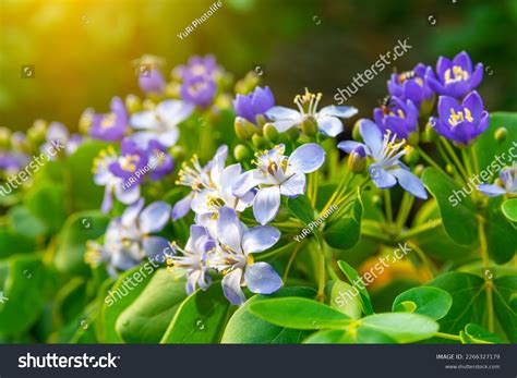 Flower Lignum Vitae Guaiacum Officinale Linn Stock Photo 2266327179 ...