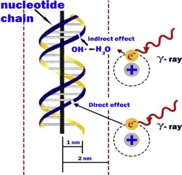 Direct And Indirect Actions Of Radiation Modified From Hall Giaccia