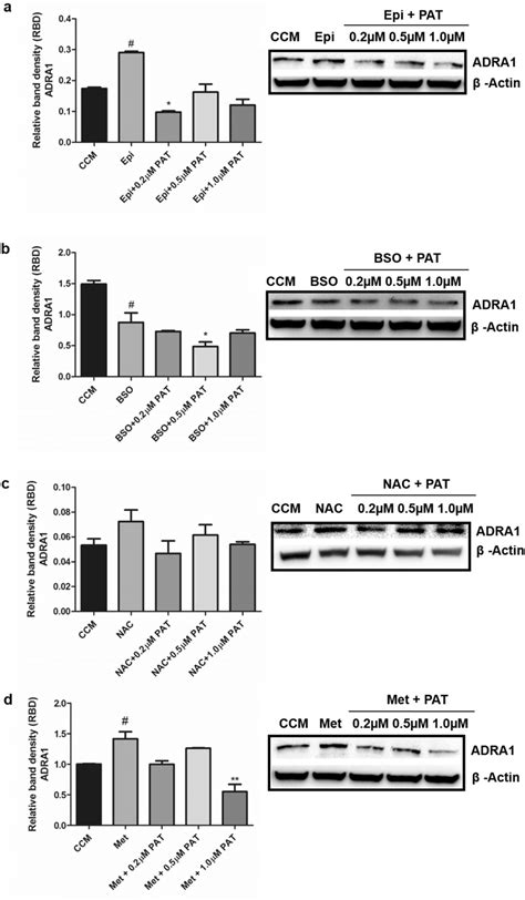 PAT alters α1 adrenergic receptor protein expression in HEK293 cells