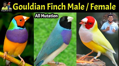 Gouldian Finch Male Female Difference Lady Gouldian Finches Gender