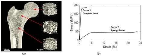 Bone Structure Its Properties And Bone Healing Mechanism