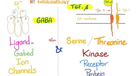 Ligand Gated Ion Channels Acetylcholine GABA Serine Threonine