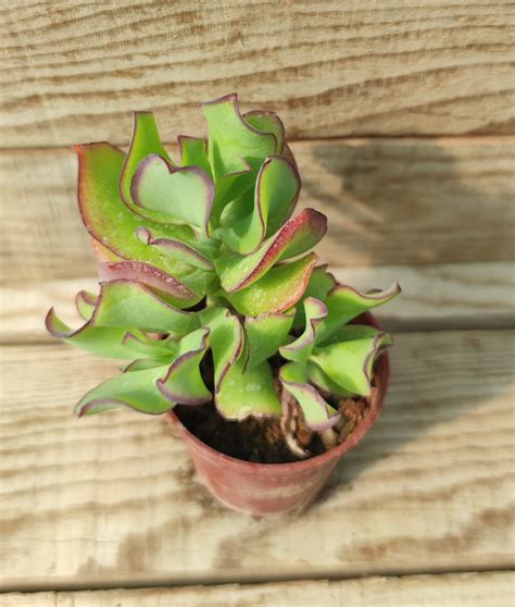 Crassula Blue Waves Succulentes Et Jolies Plantes