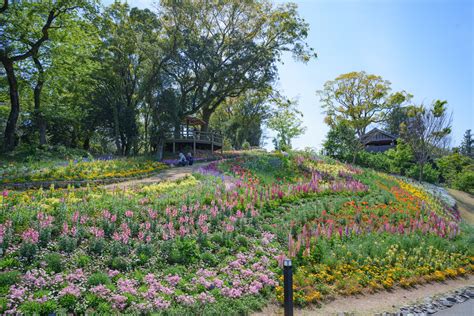 【見頃の花畑へ行こう！】高知県立牧野植物園～花の名所レポート～ | 特集ページ | 「日本全国の花風景検索サイト【はなまっぷ】｜季節ごとの開花