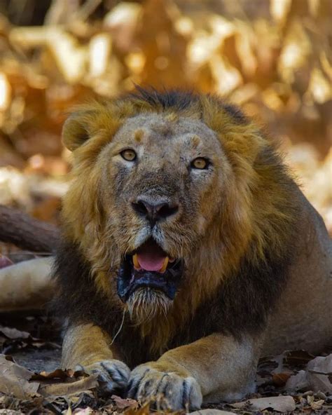 Amazing Wildlife Gir On Instagram Asiaticlion Gir King 🐾 📸 Click By