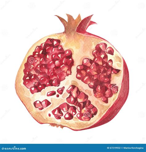 Watercolour Ripe Pomegranate Piece Stock Illustration Illustration Of