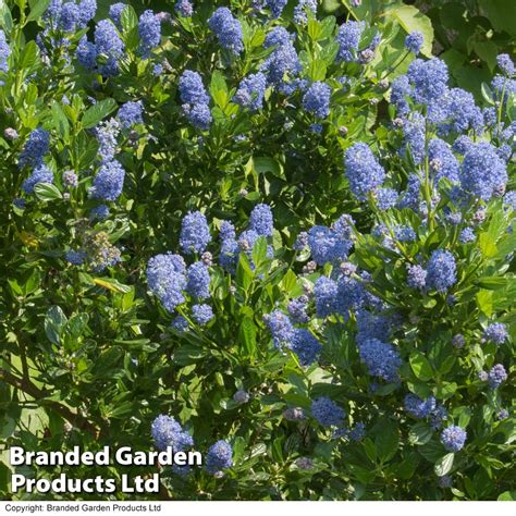 Ceanothus Skylark Suttons