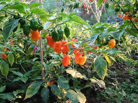 Hot Pepper Scotch Bonnet Habanero Our Plants Kaw Valley Greenhouses