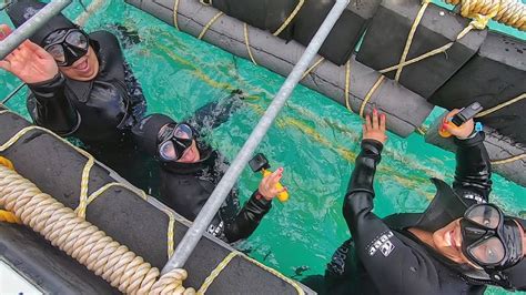 Plong E En Cage Avec Les Requins Van Dyk S Bay En Voiture