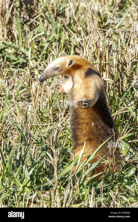 Tamanduas Del Sur Tamandua Tetradactyla Fotografías E Imágenes De Alta